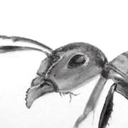 איך לצייר חרקים