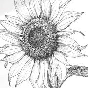 מרקרים לציור