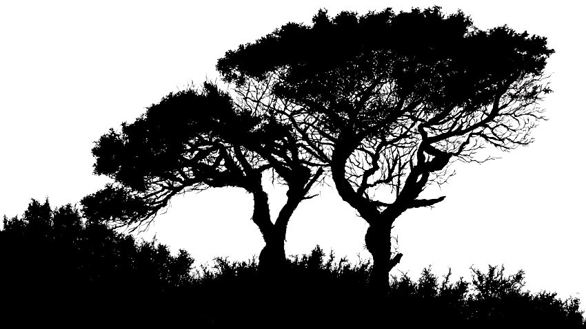 ציור עץ עם מרקר פאבר קסטל פיט