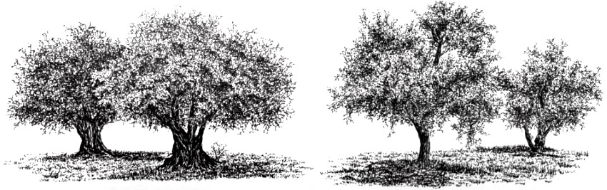 רישום בעט של עצי זית