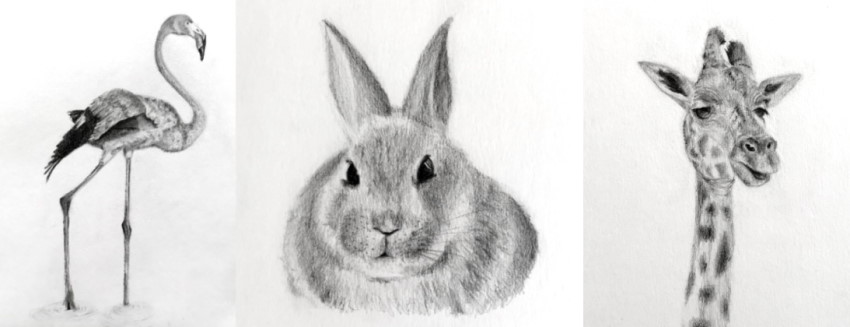 רישומים ריאליסטיים בעיפרון של ממלכת החי, על ידי מעיין סהר