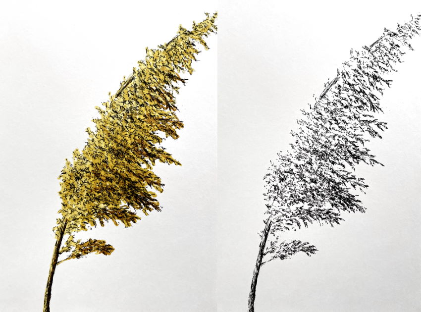 ציור עם מרקרים של צמח קנה