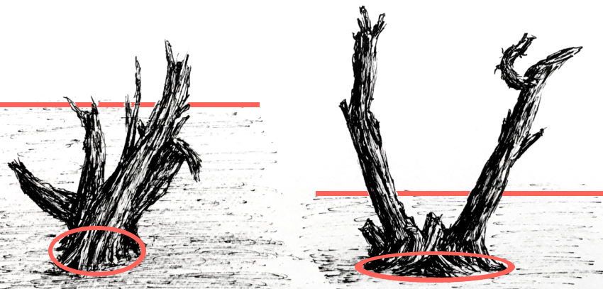 כמות הקיצור של גזעי העצים לעומת האופק