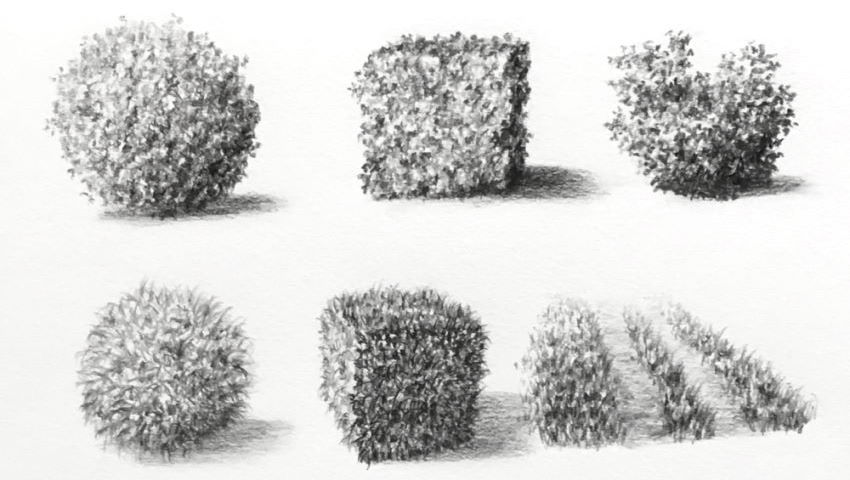 רישום בעיפרון של עלים בצורת כדור