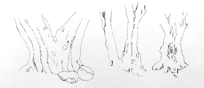 הוספת פרטים וקווים מנחים עבור ציור גזעים