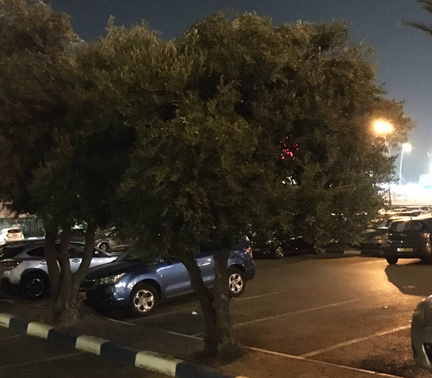 צילום של עץ זית בלילה