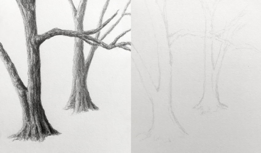 רישום בעיפרון של שני גזעי עץ