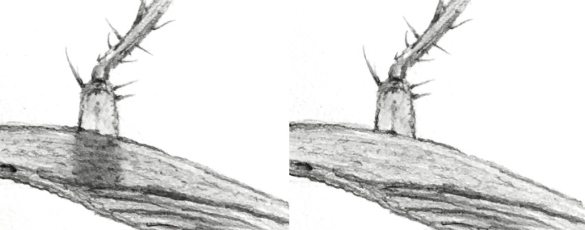 רגל של תיקן נראית מתחת לכנף חצי שקופה