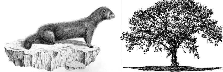 רישום בעט לעומת רישום בעיפרון