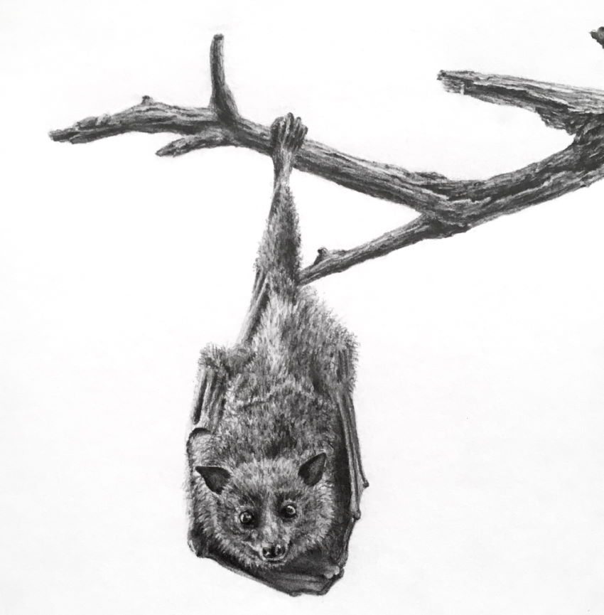 רישום ריאליסטי בעיפרון של עש