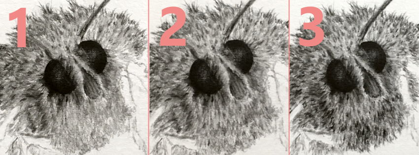 שלבים לציור של פרווה בשכבות