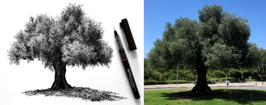 רישום בעט של עץ מהתבוננות