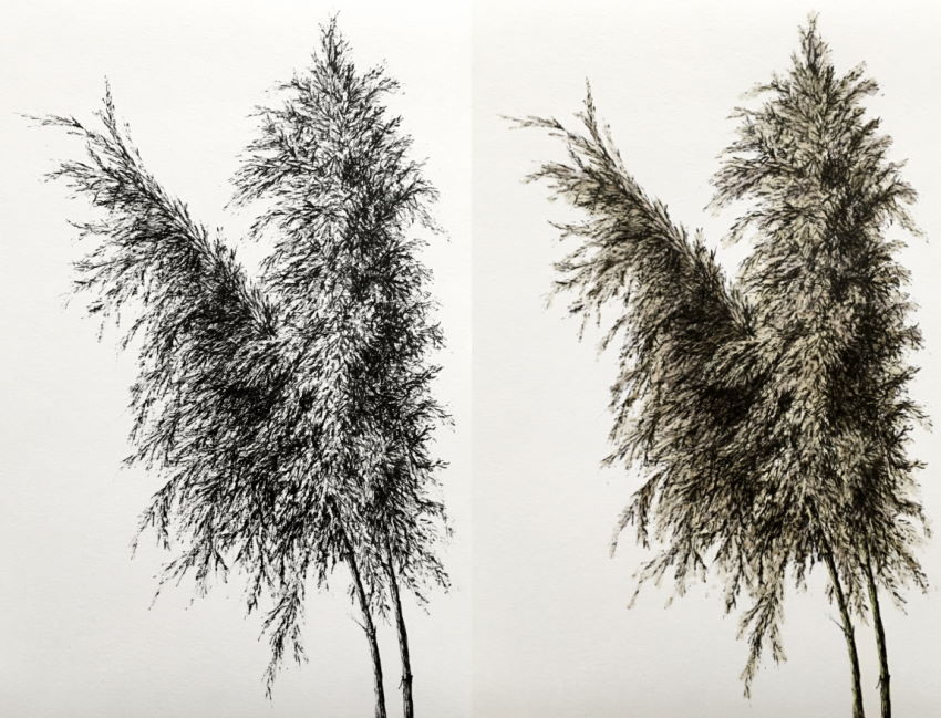 רישום בעט וצביעה עם מרקרים של צמח קנה